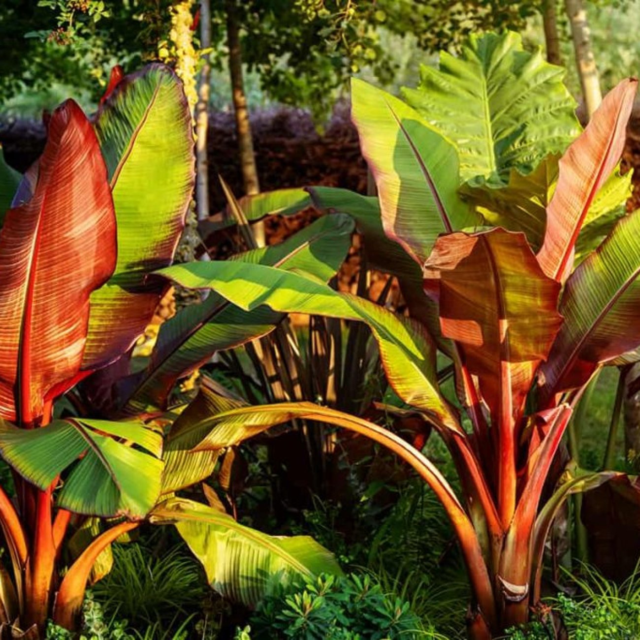 Obrázok Banánovník habešský (Ensete ventricosum) ´MAURELII´ - výška 140-190 cm, kont. C9L (-5°C)