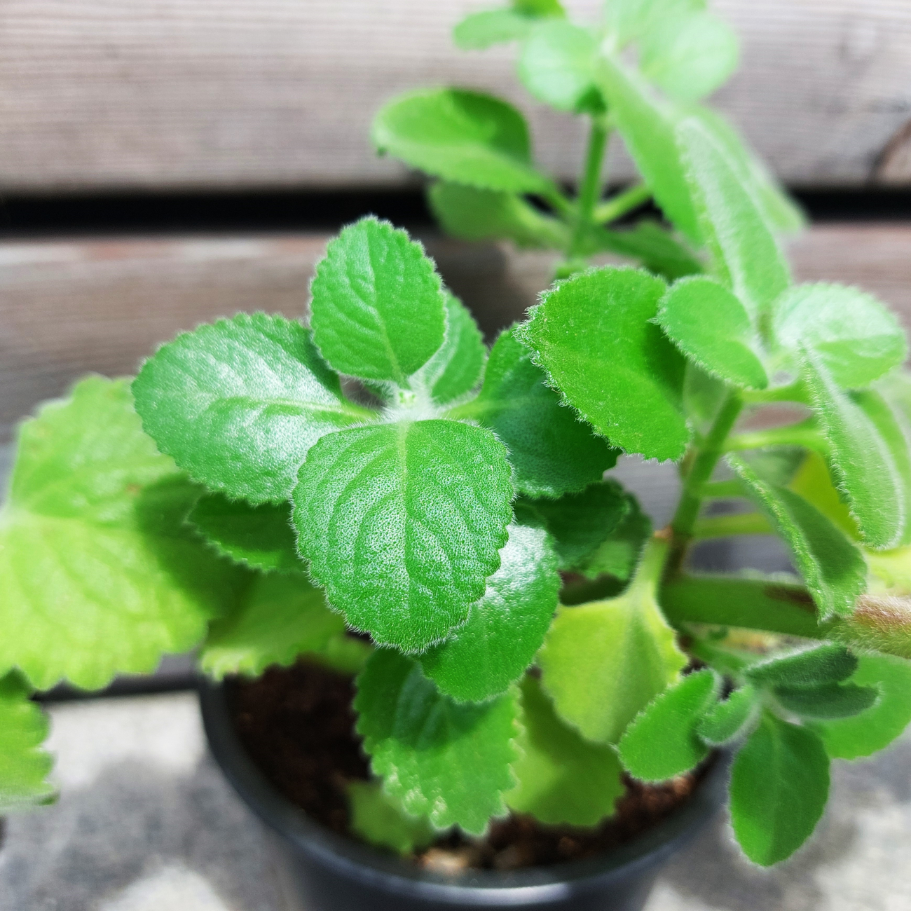 Obrázok Nádchovník citronový - Mexický eukalyptus (Plectranthus amboinicus) - výška 10-15 cm, kont. C1L