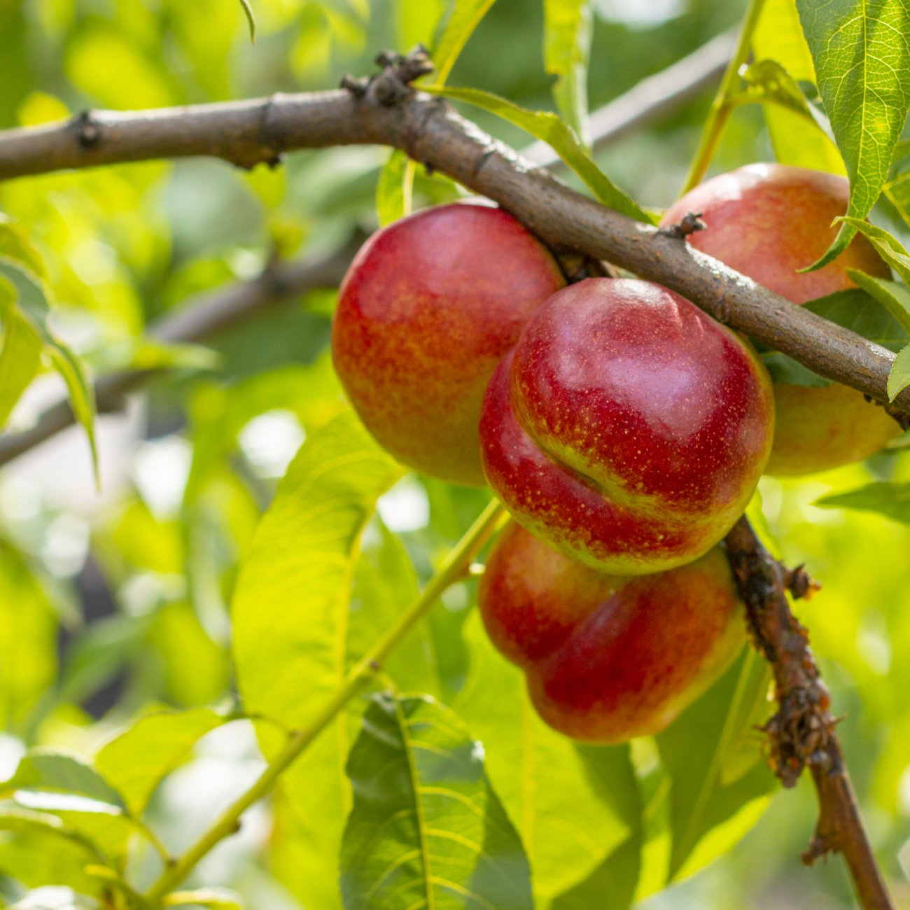 Obrázok Nektárinka (Prunus nucipersica) ´FANTASIA´ - neskorá, výška 120-150 cm, voľnokorenná