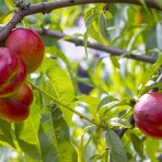 Nektárinka (Prunus nucipersica) ´SUPER QUEEN´ - stredne skorá, výška 120-150 cm, voľnokorenná