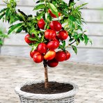 Mini nektárinka nízkokmenná (Prunus Nucipersica) ´RUBIS´® - stredne skorá, výška 40-60 cm, voľnokorenná