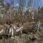 Mini nektárinka nízkokmenná (Prunus Nucipersica) ´RUBIS´® - stredne skorá, výška 40-60 cm, voľnokorenná