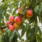 Nektárinka (Prunus nucipersica) ´CALDESI´ - stredne skorá, výška 150-180 cm, obvod kmeňa 4/6 cm, kont. C10L