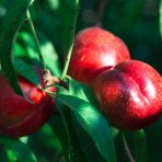 Nektárinka (Prunus nucipersica) ´HARCO´ - stredne skorá, výška 120-150 cm, voľnokorenná