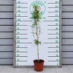 Nektárinka (Prunus nucipersica) ´SUPER QUEEN´ - stredne skorá, výška- 110-130 cm, kont. C5L