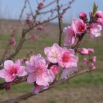 Nektárinka (Prunus nucipersica) ´SUPER QUEEN´ - stredne skorá, výška- 110-130 cm, kont. C5L