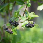 Arónia čerešňolistá (Aronia prunifolia) ´NERO´ - výška 50-70 cm, kont. C2L