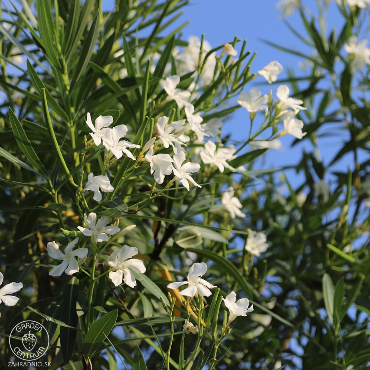 Obrázok Oleander obyčajný (Nerium oleander) BIELY - výška 150-170 cm, obvod kmeňa 8/10 cm, kont. C18L - NA KMIENKU