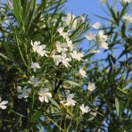 Oleander obyčajný (Nerium oleander) BIELY - výška 150-170 cm, obvod kmeňa 8/10 cm, kont. C18L - NA KMIENKU