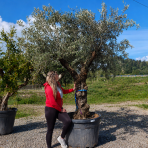 Olivovník európsky (Olea Europaea) - výška 250-280 cm, obvod kmeňa 75/80 cm, kont. C290L - BONSAJ (-12°C)
