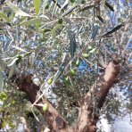 Olivovník európsky (Olea Europaea) - výška 250-280 cm, obvod kmeňa 75/80 cm, kont. C290L - BONSAJ (-12°C)