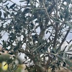 Olivovník európsky (Olea europaea) ´CIPRESSINO´ - výška 260-280 cm, kont. C60L – STĹPOVITÝ VIACKMENNÝ  (-12°C)