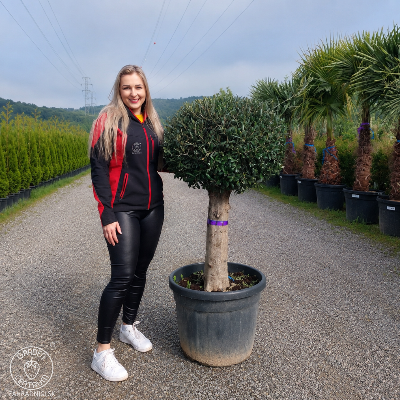 Obrázok Olivovník európsky (Olea europaea) ´ARBEQUINA´ - výška 100-110 cm, obvod kmeňa 35/40 cm, kont. C70L - GUĽA (-12°C)