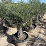 Olivovník európsky (Olea Europaea) ´FRANTOIO´ - výška 190-210 cm, obvod kmeňa 80/90 cm, kont. C150L (-12°C)