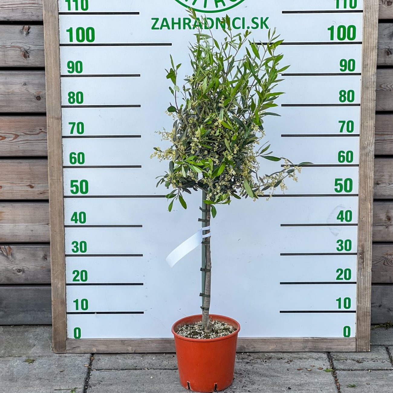 Obrázok Olivovník európsky (Olea europaea) ´LECCINO´- výška 90-100 cm, kont. C5L – na kmienku (-12°C)