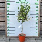Olivovník európsky (Olea europaea) ´LECCINO´- výška 90-100 cm, kont. C5L – na kmienku (-12°C)