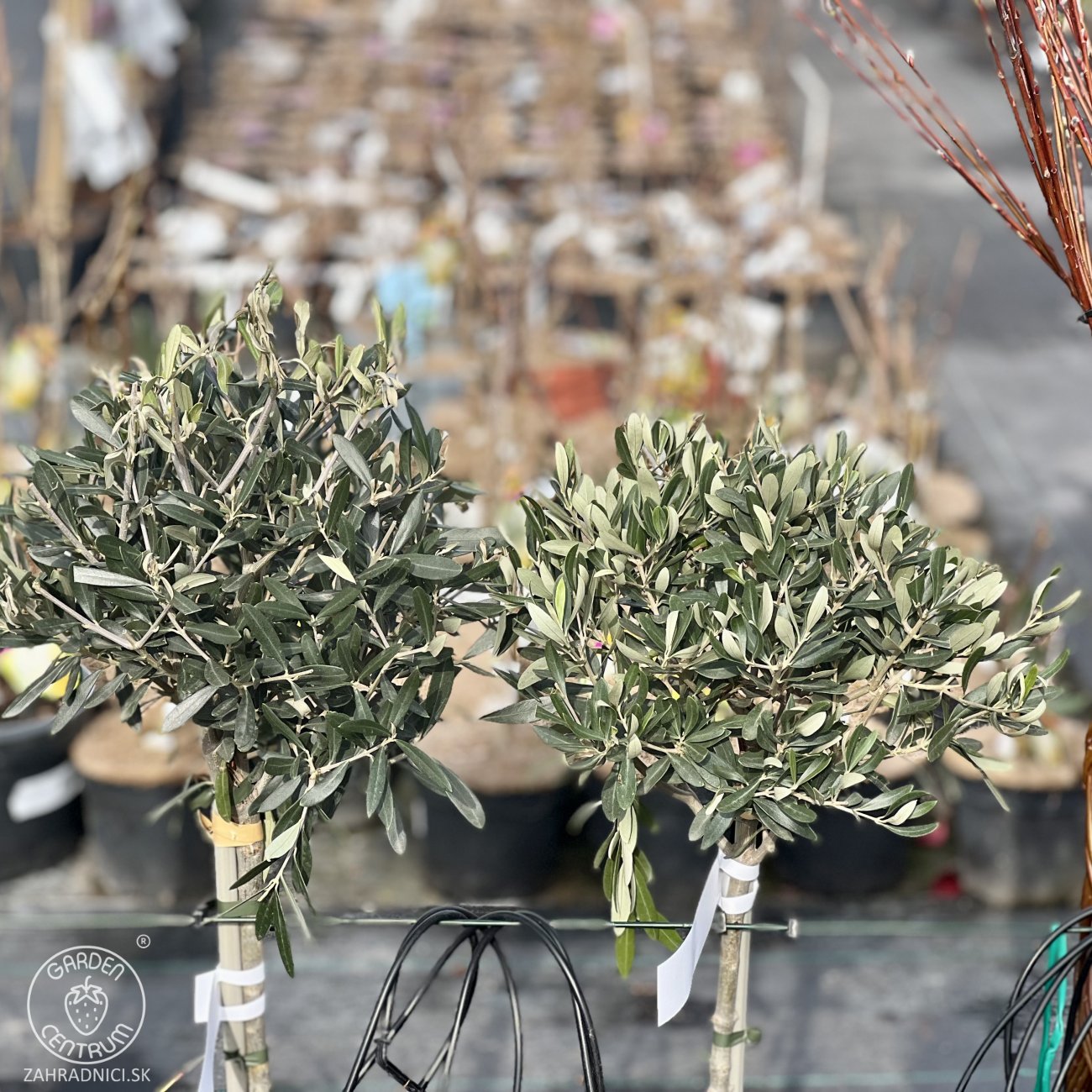 Obrázok Olivovník európsky (Olea europaea) ´LECCINO´- výška 90-100 cm, kont. C5L – na kmienku (-12°C)
