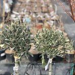 Olivovník európsky (Olea europaea) ´LECCINO´- výška 90-100 cm, kont. C5L – na kmienku (-12°C)