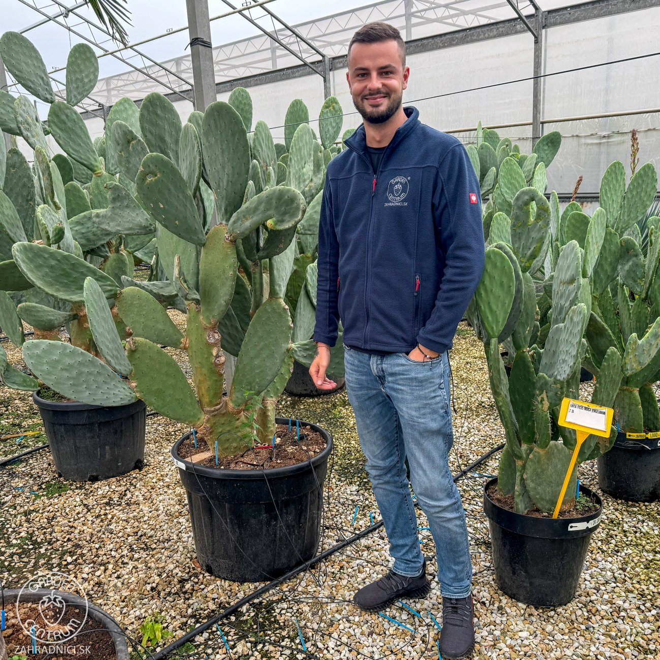 Obrázok Opuncia figová (Opuntia ficus) ´INDICA´ - výška 130-150 cm, kont. C35L (-5°C)
