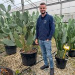 Opuncia figová (Opuntia ficus) ´INDICA´ - výška 130-150 cm, kont. C35L (-5°C)