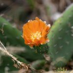 Opuncia figová (Opuntia ficus) ´INDICA´ - výška 40-60 cm, kont. C7L (-5°C)