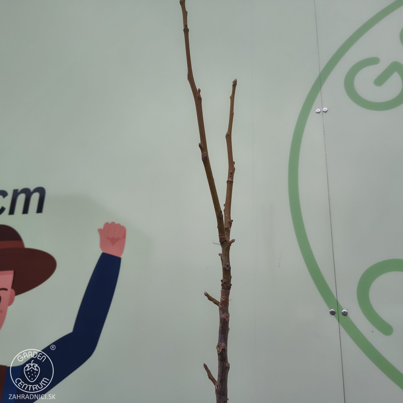 Obrázok Orech kráľovský (Juglans Regia) ´CHANDLER´ - výška 180-220 cm, kont. C10L