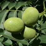 Orech kráľovský (Juglans Regia) ´CHANDLER´ - výška 180-220 cm, kont. C10L