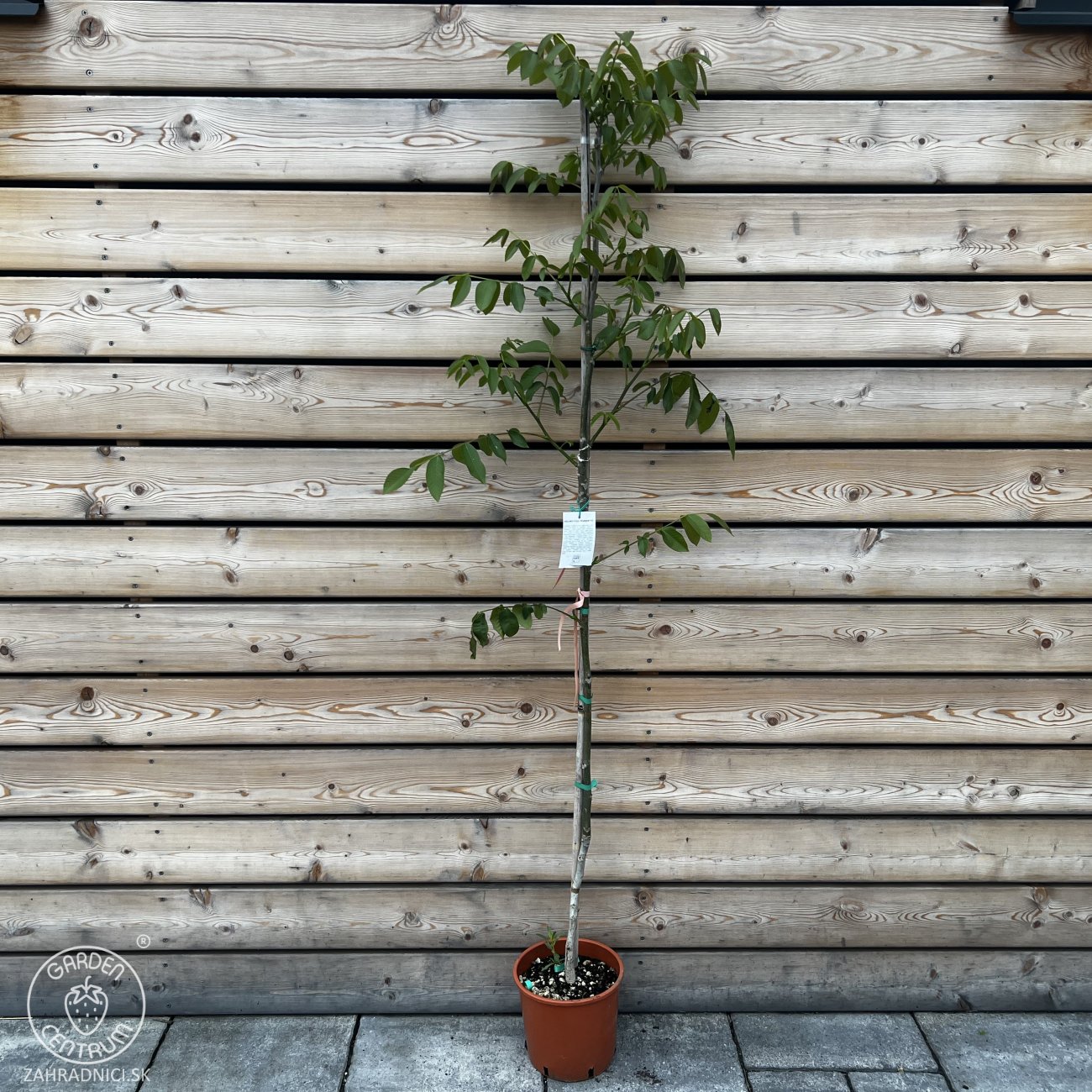 Obrázok Orech kráľovský (Juglans Regia) ´LARA´ - výška 130-160 cm, kont. C10L