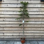 Orech kráľovský (Juglans Regia) ´LARA´ - výška 130-160 cm, kont. C10L