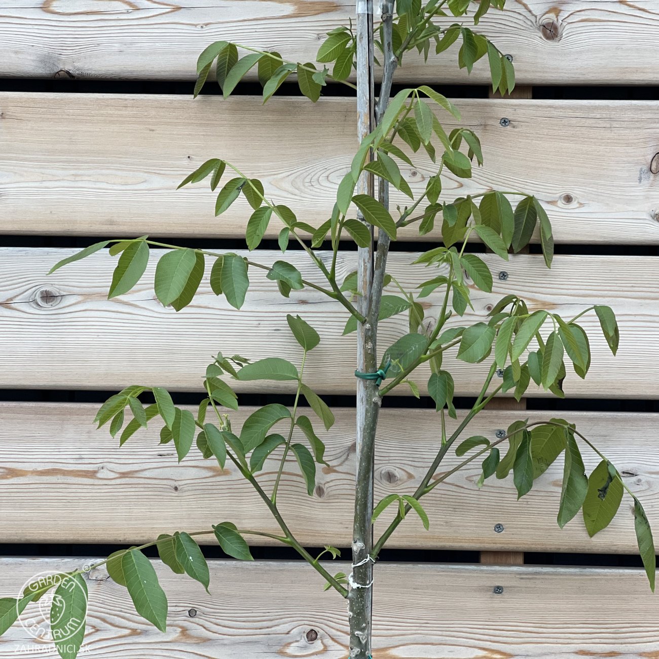 Obrázok Orech kráľovský (Juglans Regia) ´LARA´ - výška 130-160 cm, kont. C10L