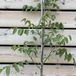 Orech kráľovský (Juglans Regia) ´LARA´ - výška 130-160 cm, kont. C10L