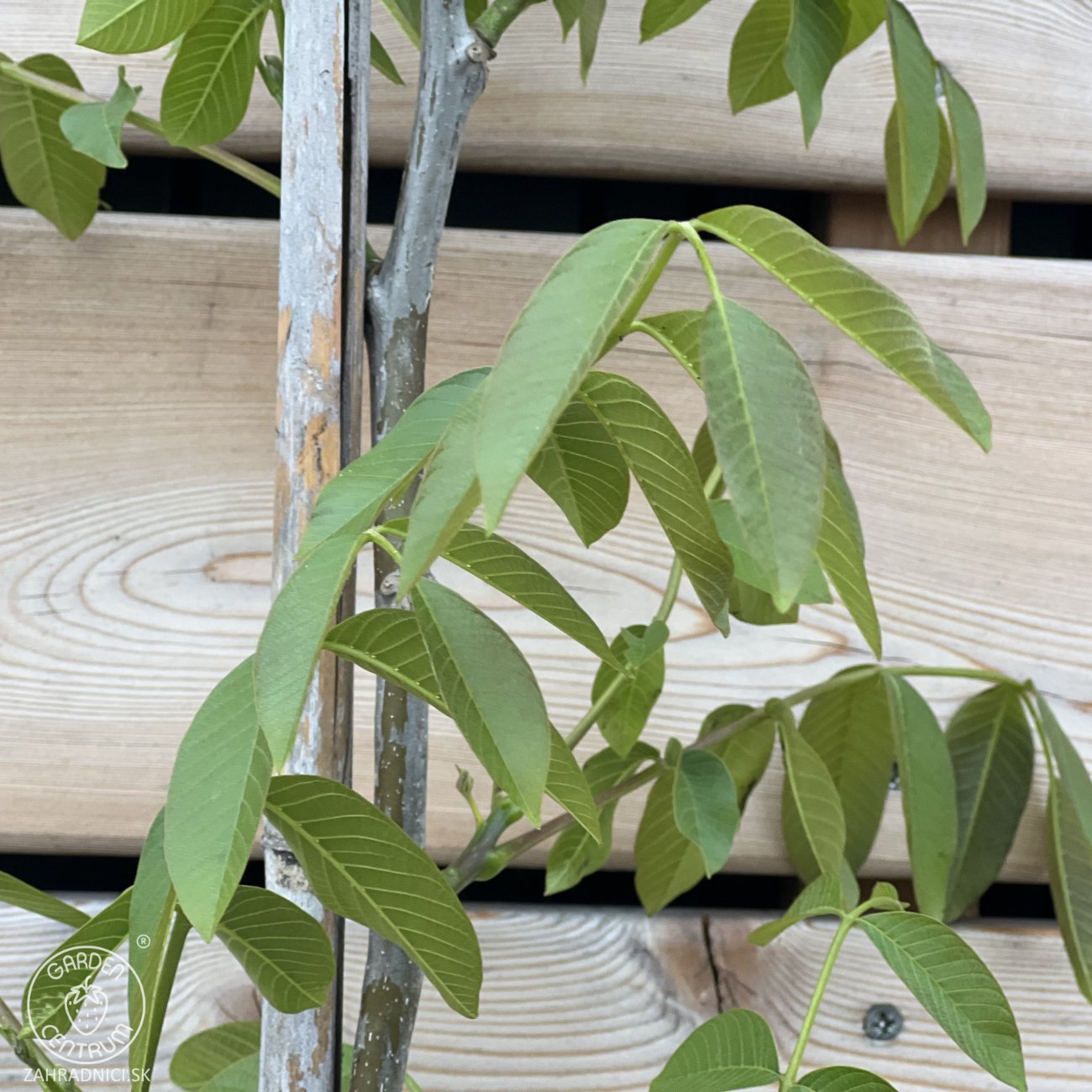 Obrázok Orech kráľovský (Juglans Regia) ´CHANDLER´ - výška 180-220 cm, kont. C10L