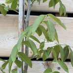 Orech kráľovský (Juglans Regia) ´CHANDLER´ - výška 180-220 cm, kont. C10L