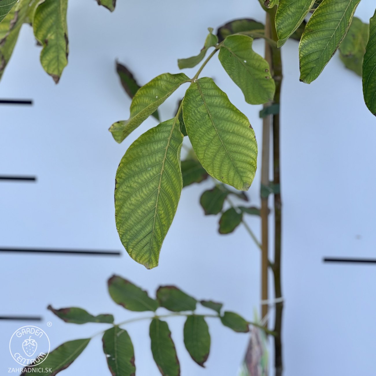 Obrázok Orech kráľovský (Juglans Regia) ´LARA´ - výška 130-160 cm, kont. C10L