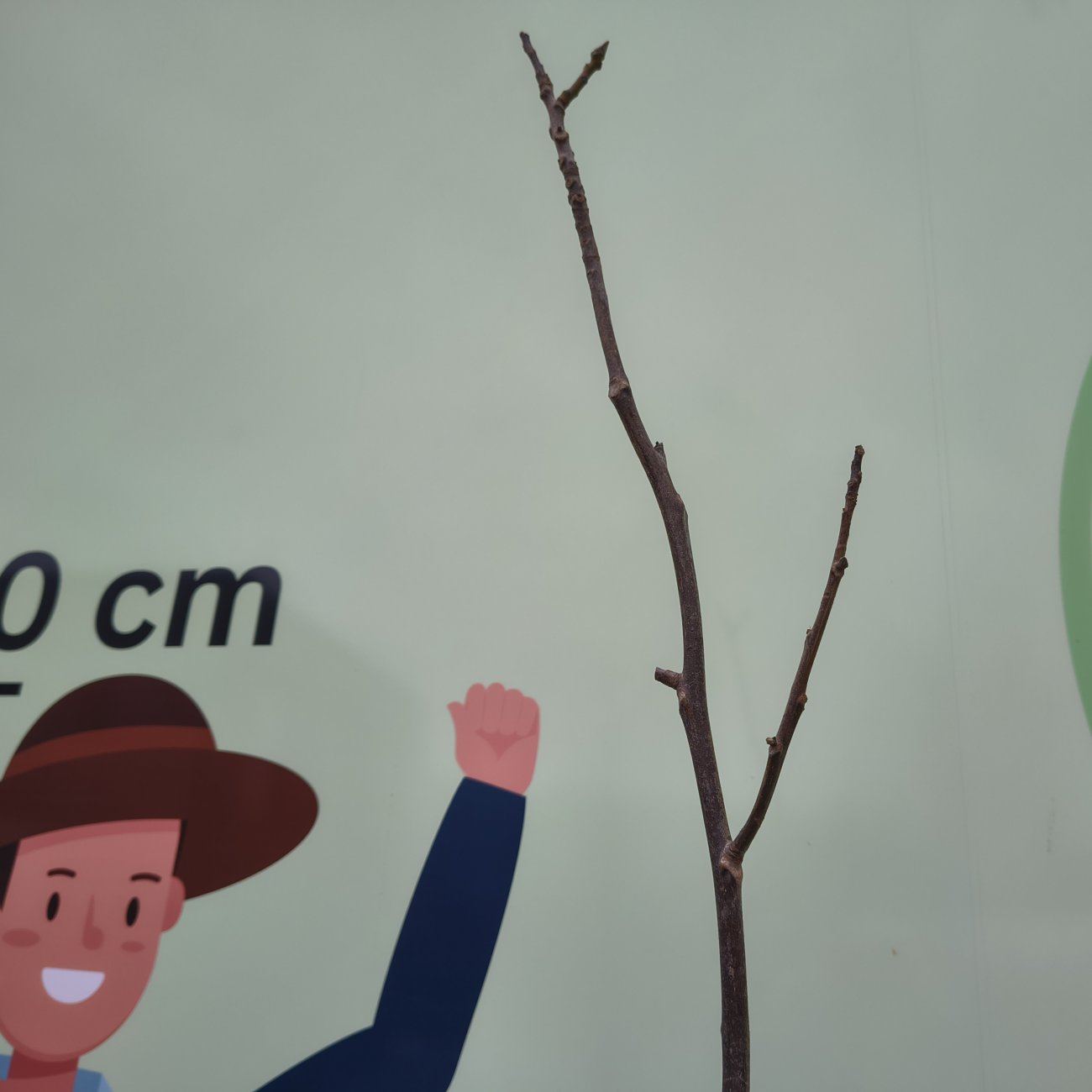 Obrázok Orech kráľovský (Juglans Regia) ´LARA´ - výška 130-160 cm, kont. C10L