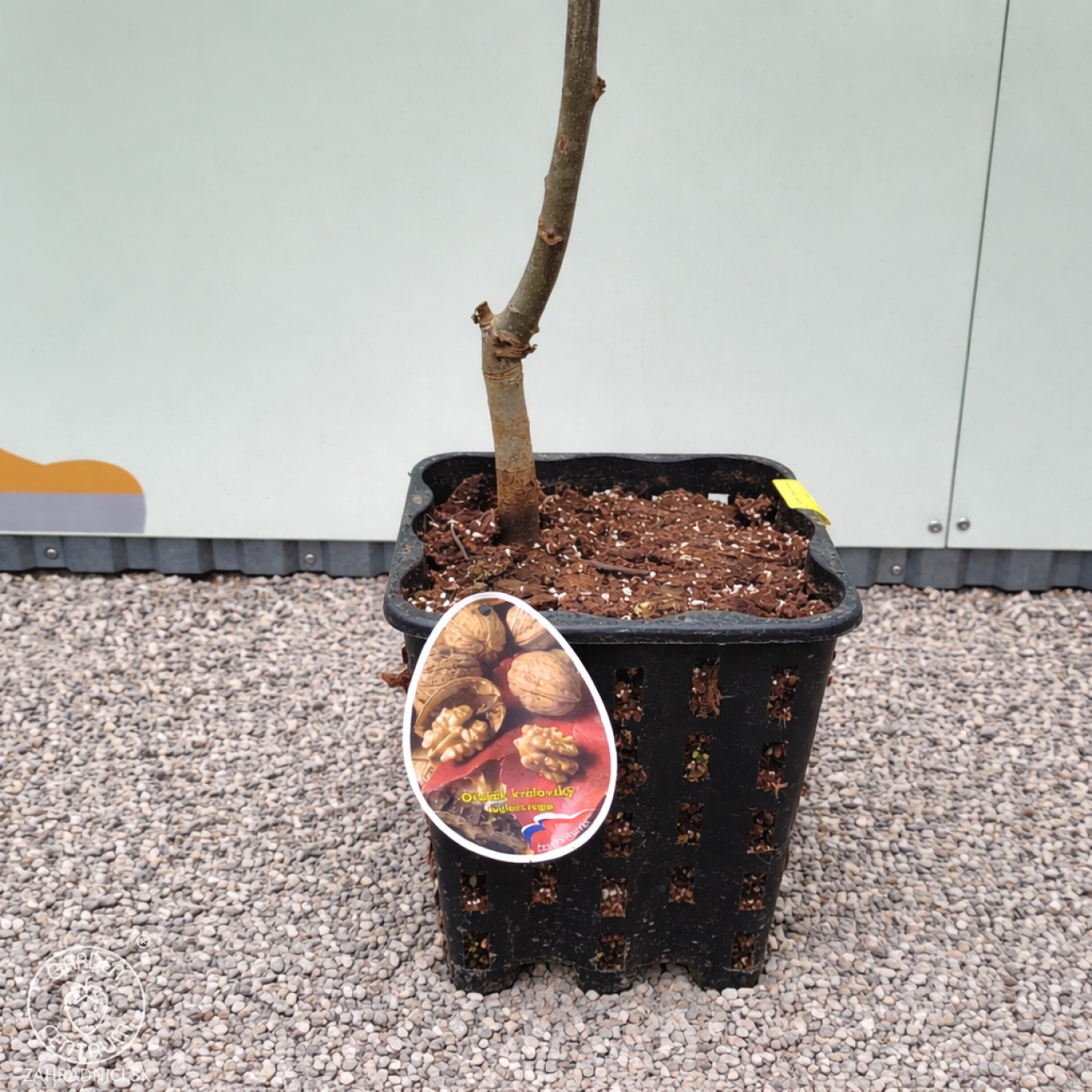Obrázok Orech kráľovský (Juglans Regia) ´LARA´ - výška 130-160 cm, kont. C10L
