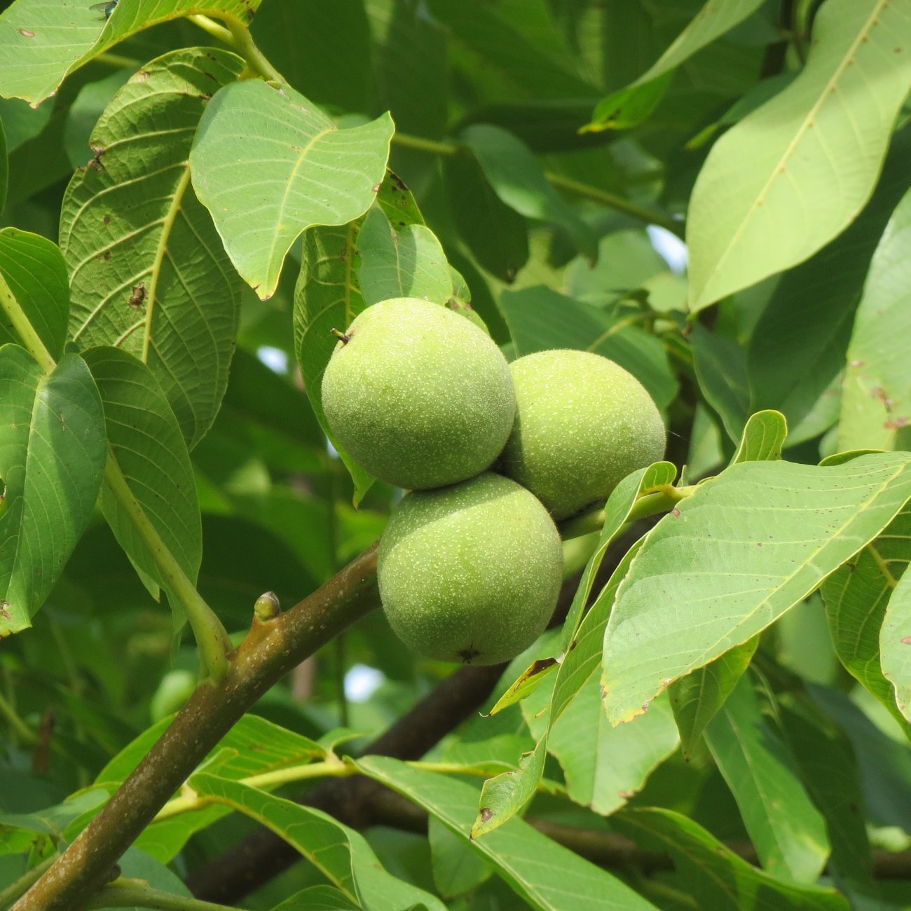 Obrázok Orech kráľovský (Juglans Regia) ´LARA´ - výška 130-160 cm, kont. C10L