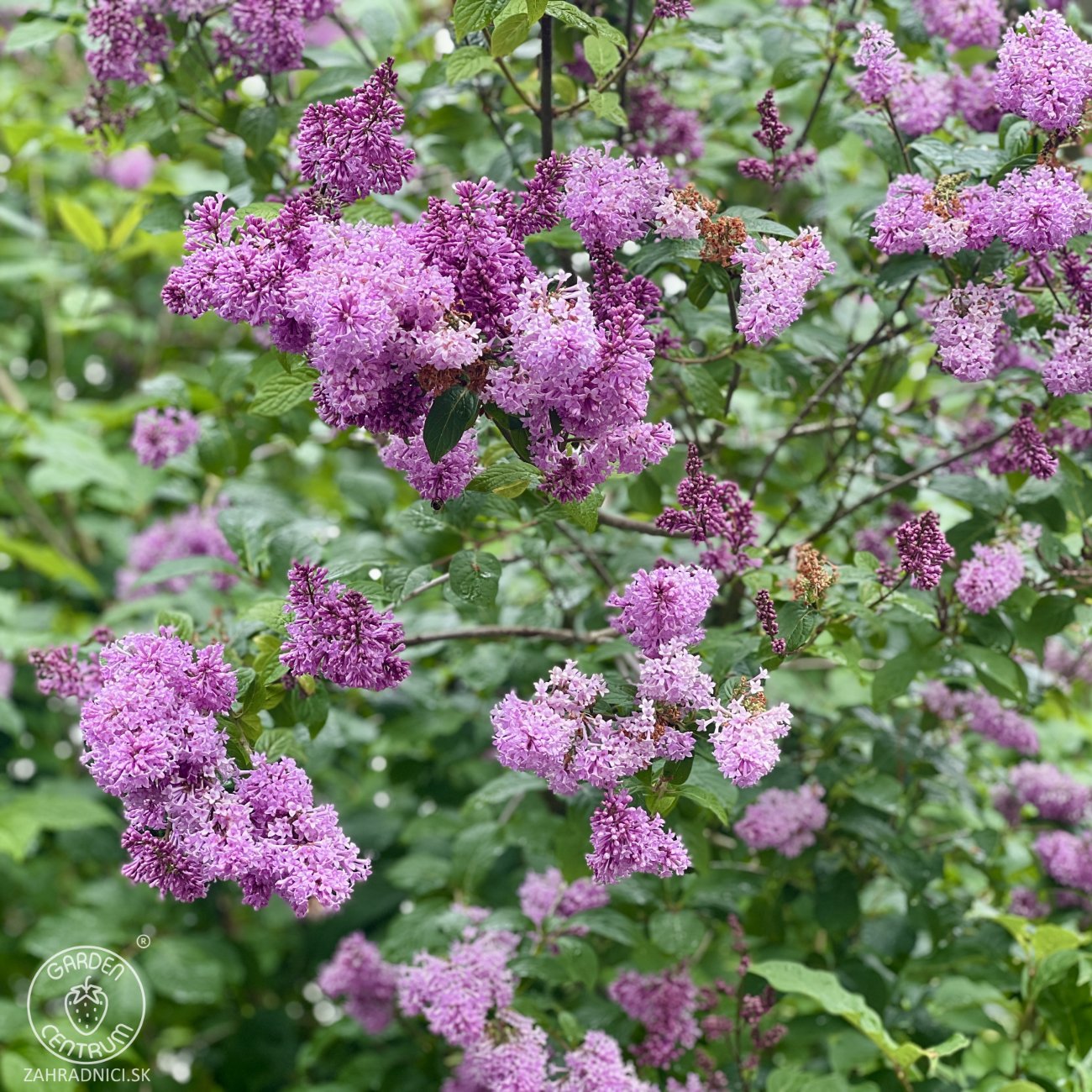 Obrázok Orgován obyčajný (Syringa vulgaris) ´PRINCE WOLKONSKY´ - výška 40-60 cm, kont C2L