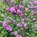 Orgován obyčajný (Syringa vulgaris) ´PRINCE WOLKONSKY´ - výška 40-60 cm, kont C2L