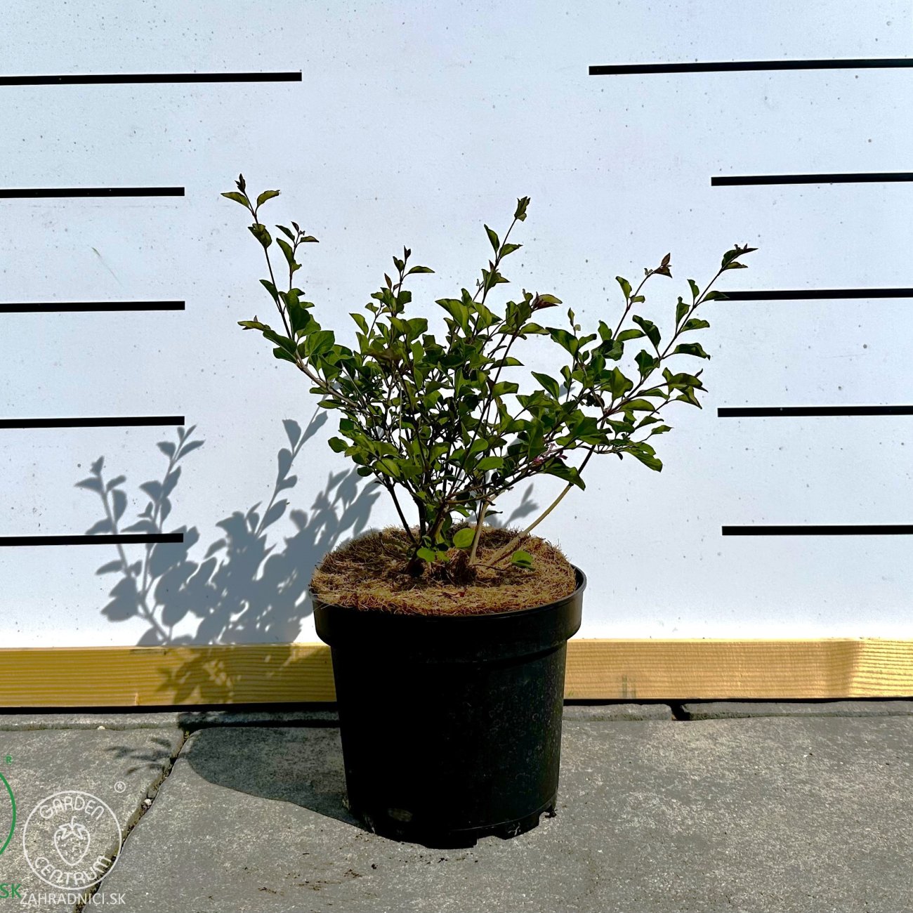 Obrázok Orgován meyerov (Syringa meyeri) ´RED PIXIE´ - výška 20-30 cm, kont. C2L