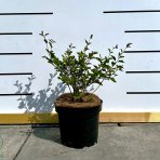 Orgován meyerov (Syringa meyeri) ´RED PIXIE´ - výška 20-30 cm, kont. C2L