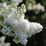 Orgován obyčajný (Syringa vulgaris) ´LEBIODUSZKA´ - výška 20-30 cm, kont. C2L