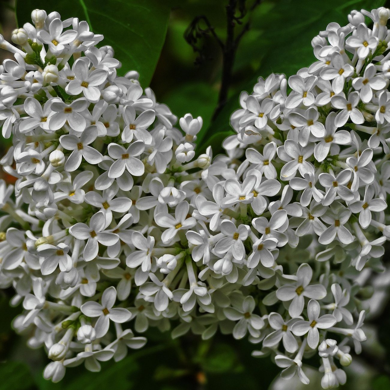 Obrázok Orgován obyčajný (Syringa vulgaris) ´LEBIODUSZKA´ - výška 20-30 cm, kont. C2L