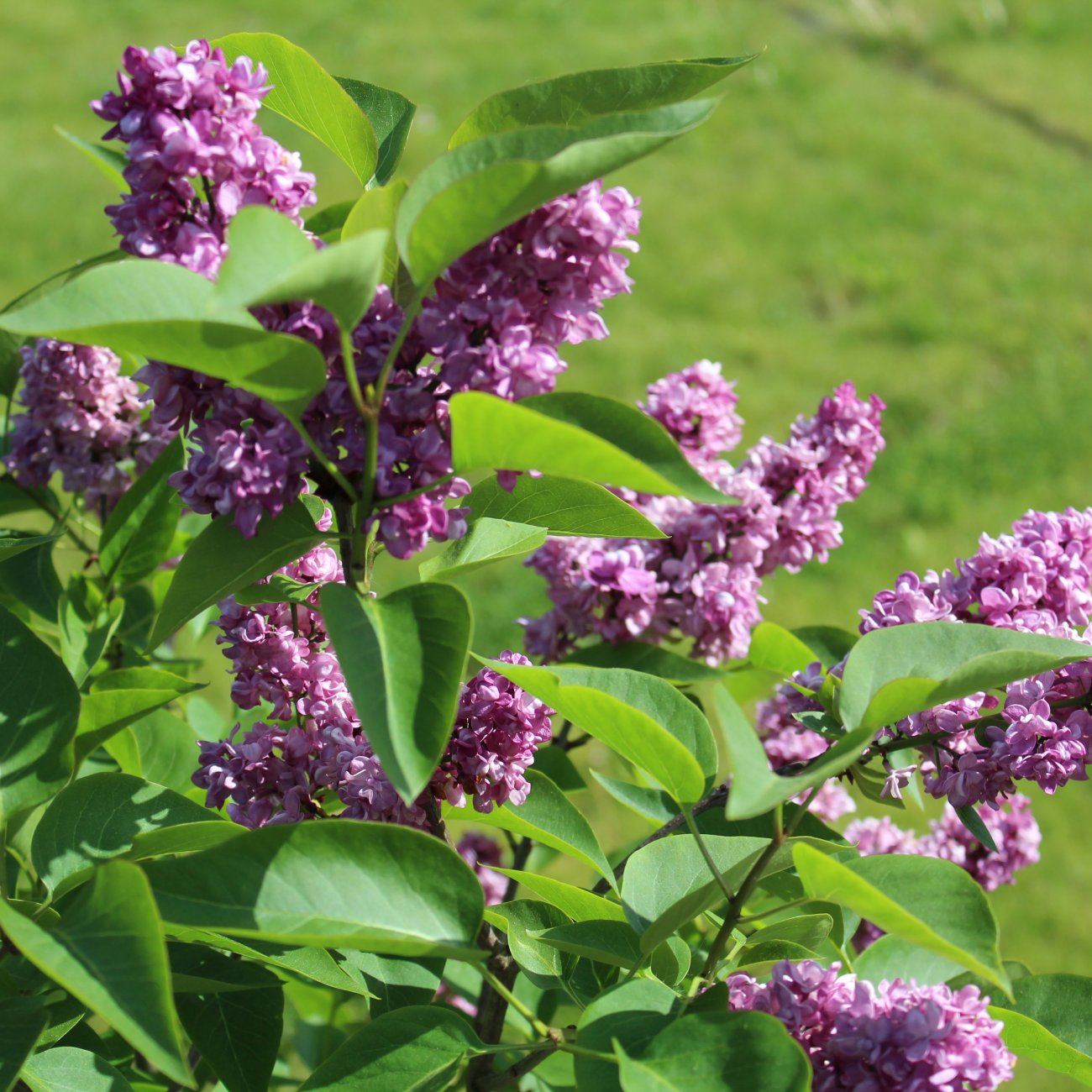 Obrázok Orgován obyčajný (Syringa vulgaris) ´PRINCE WOLKONSKY´ - výška 40-60 cm, kont C2L