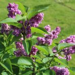 Orgován obyčajný (Syringa vulgaris) ´PRINCE WOLKONSKY´ - výška 40-60 cm, kont C2L