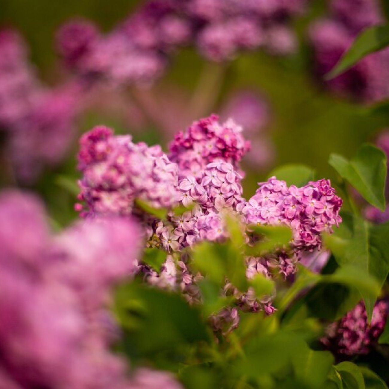 Obrázok Orgován meyerov (Syringa meyeri) ´RED PIXIE´ - výška 20-30 cm, kont. C2L