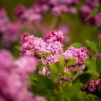 Orgován meyerov (Syringa meyeri) ´RED PIXIE´ - výška 20-30 cm, kont. C2L