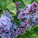 Orgován obyčajný (Syringa vulgaris) ´AUCUBAEFOLIA´ - výška 20-30 cm, kont. C2L 