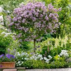 Orgován meyerov (Syringa meyeri) ´PALIBIN´ - výška 120-140 cm, kont. C5L - NA KMIENKU