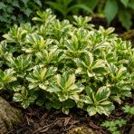 Pachysandra vrcholová (Pachysandra Terminalis) ´VARIEGATA´ - kont. C2L